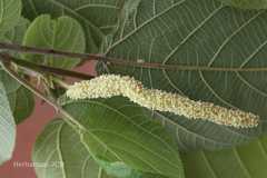 Broussonetia papyrifera